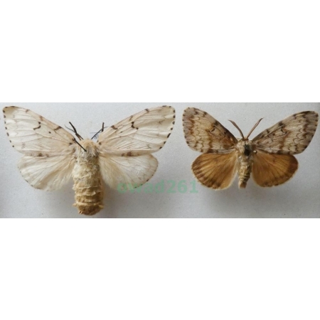 Lymantria dispar (Linnaeus, 1758) pair Brudnica nieparka Czech8l